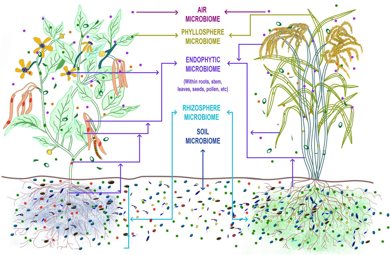 Murali Gopal & Alka Gupta, CC BY-SA 4.0 <https://creativecommons.org/licenses/by-sa/4.0>, via Wikimedia Commons Plant microbiome